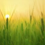Sun importance and lalkitab astrology